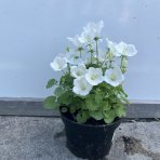 Zvonček (Campanula carpatica) ´AVIDA WHITE´, výška 10-15 cm - kont. C1,5L